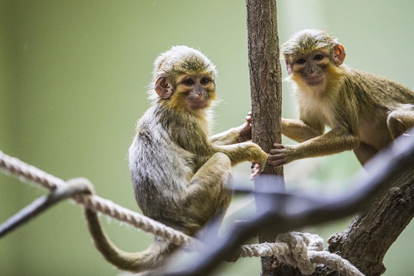 Małpiarnia w poznańskim zoo otwarta