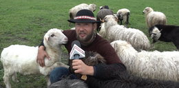 Student filozofii wypasa owce na krakowskich Błoniach