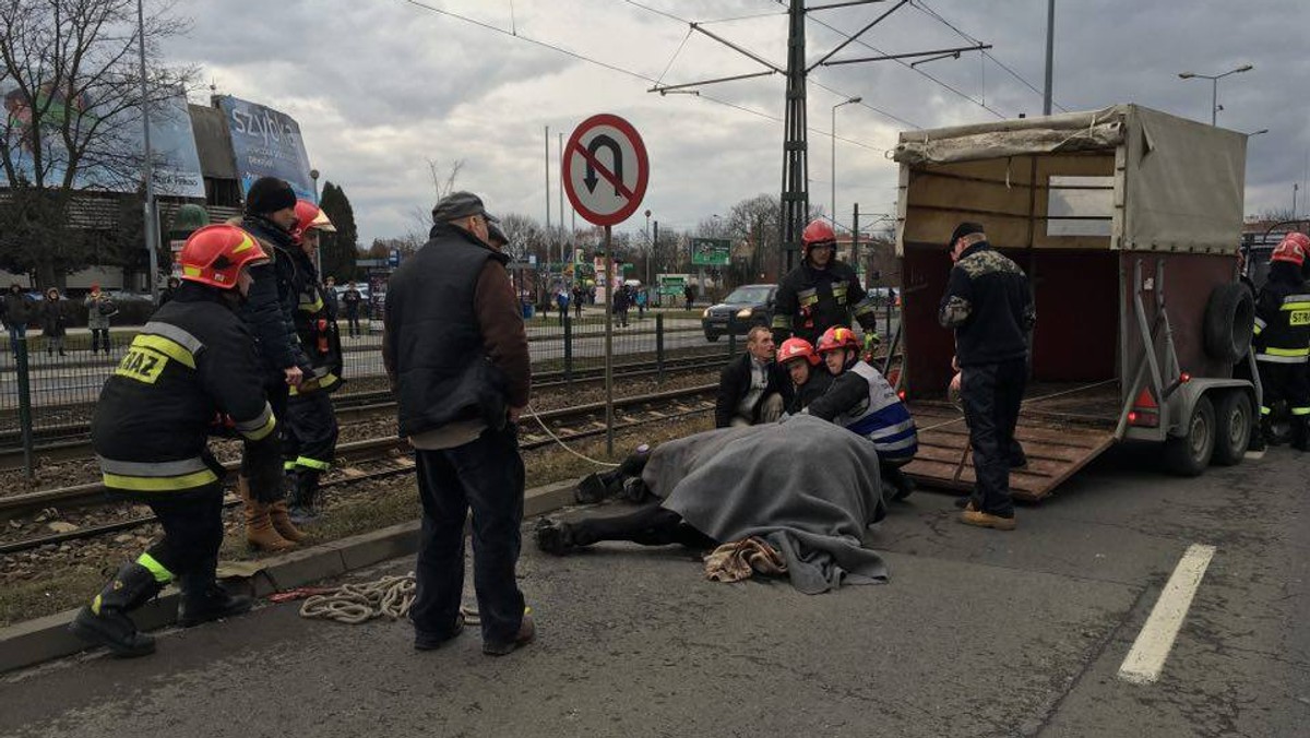 Informację o wypadku dorożkarskiego konia podał na Twitterze Urząd Miasta Krakowa. Zwierzę z powodu zasłabnięcia przewróciło się na skrzyżowaniu ulic Monte Cassino i Kapelanka i zablokowało ruch. Krakowska straż miejska zakończyła już akcję ratowniczą - czytamy na Twitterze Urzędu Miasta Krakowa.