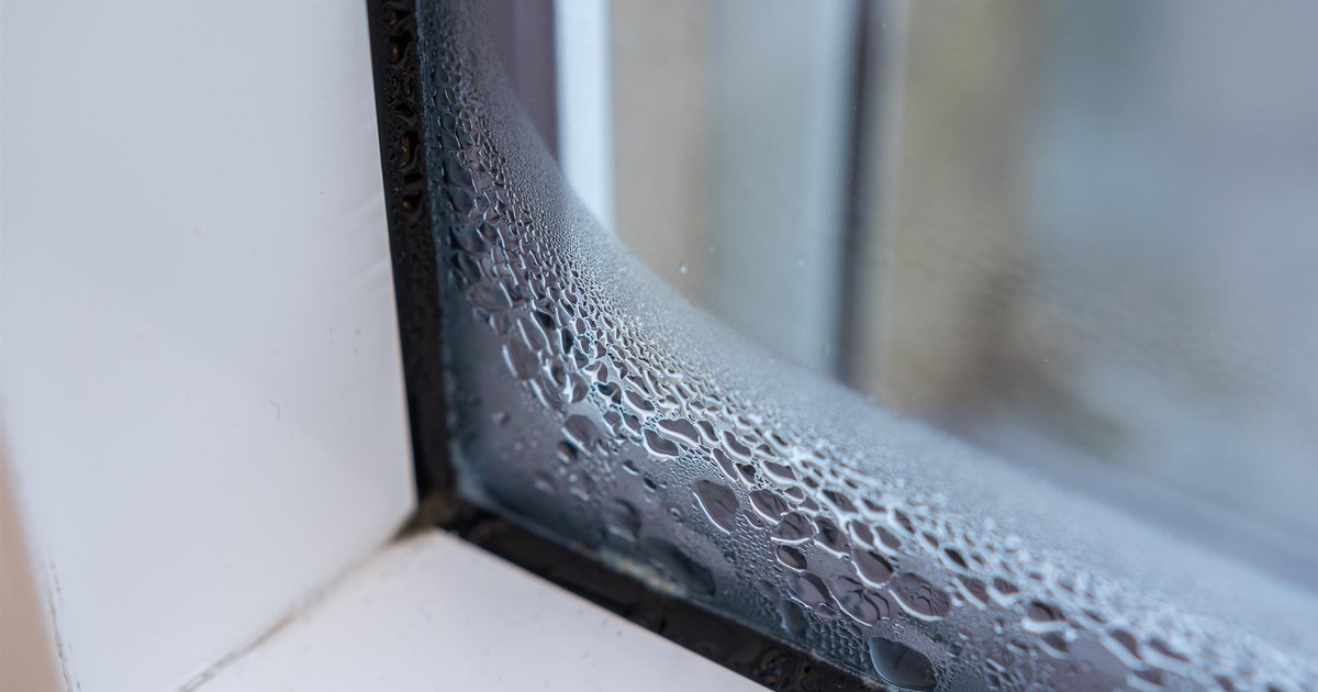 Jak pozbyć się wilgoci na oknach? Postaw na parapecie popularną roślinę, a problem zniknie