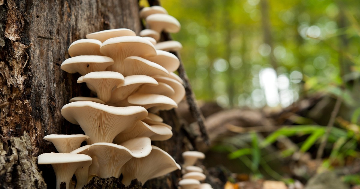 Boczniak ostrygowaty uprawa i właściwości Dom