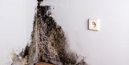 Jak usunąć pleśń ze ścian i sufitów? Oto skuteczne sposoby