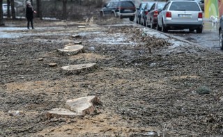 Wycinka drzew: W Łebie las był (źle chroniony), więc go nie ma