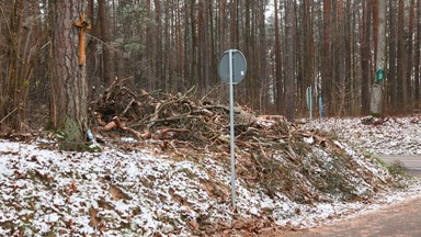 Leśnicy wycięli wiekowe sosny bez zgody i rozwścieczyli mieszkańców. Prokuratura ignoruje sprawę