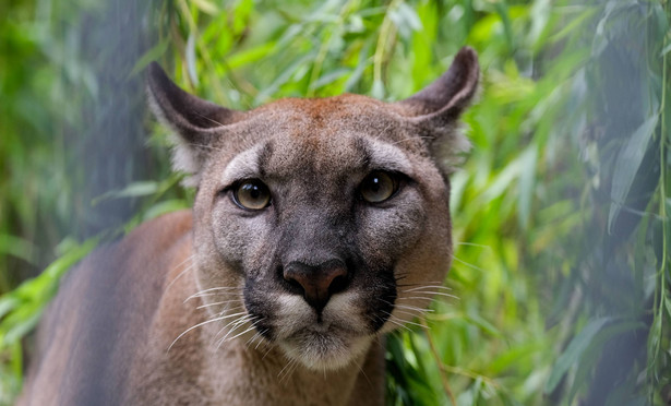 Puma Nubia