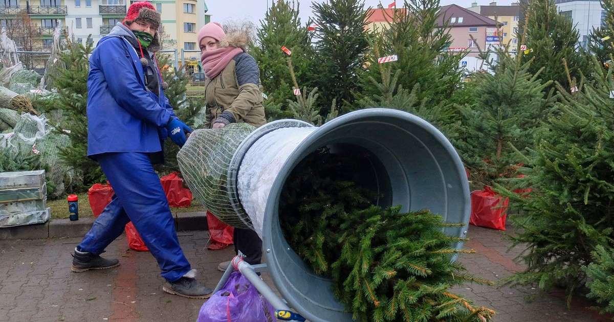 Choinkowy biznes pod ostrzałem: plantatorzy ujawniają brutalną prawdę o ryzyku i trudnościach