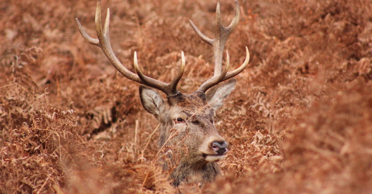 Scientists implanted horns on the heads of mice