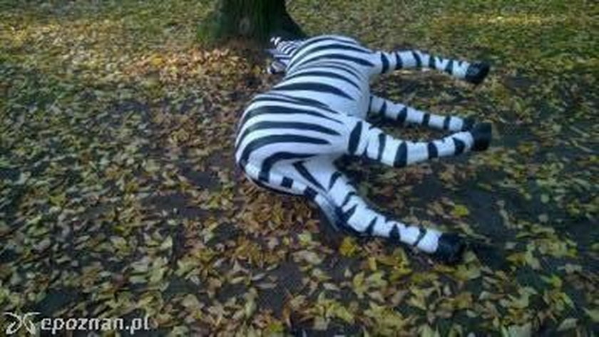 Urwali głowę łabędziowi w ZOO. Poszukiwania sprawcy