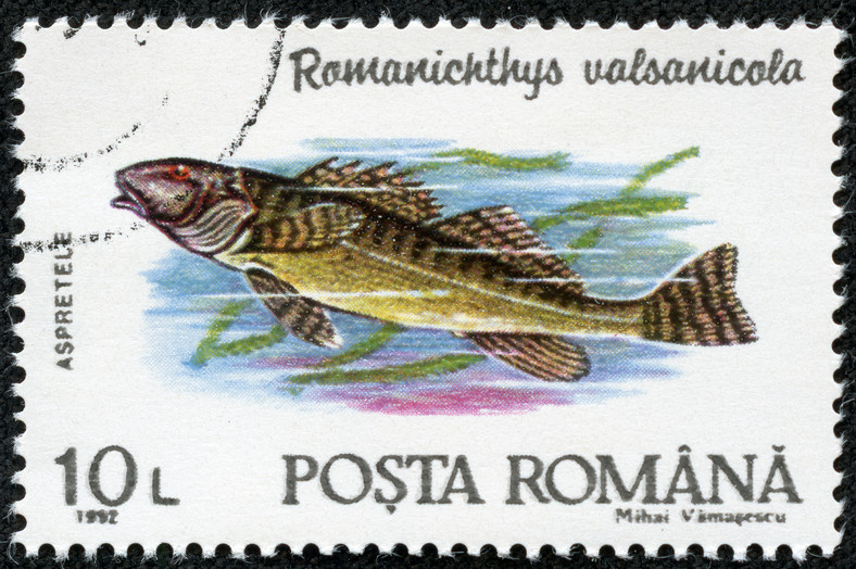 Głowaczogłów ardżeszański na rumuńskim znaczku