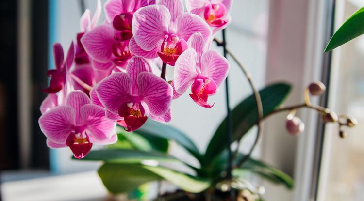 Orchidea Fotó: Shutterstock