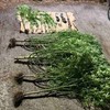 Plantaža marihuane u Nikšiću