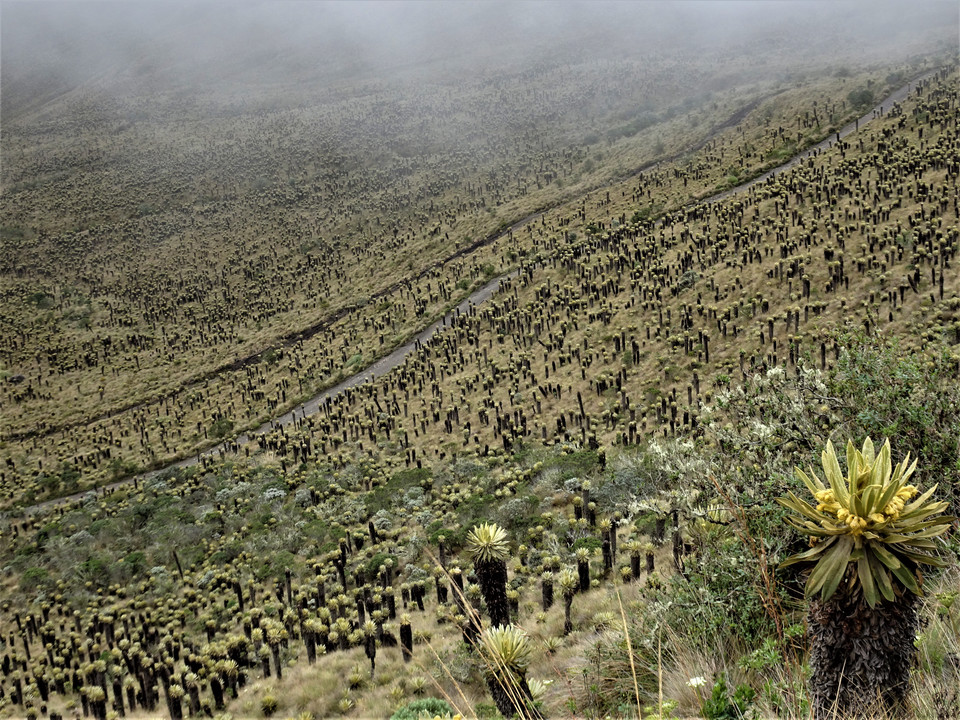 Rośliny Los Frailejones, w drodze na wulkan Ruiz del Nevado