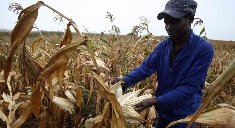 A Zimbabwean man, Graham Matanhire, harvests maize from a field in a peri-urban suburb of Mabvuku in Harare, April 10, 2014.   REUTERS/Philimon Bulawayo