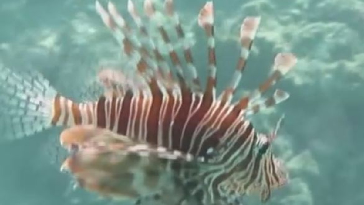 UPOZORENJE Mediteranom se širi 