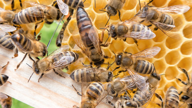Japończycy przejęli się losem ginących pszczół. Wymyślili, czym je zastąpić