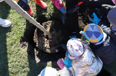 Klony zamiast betonu – Wrocławski Park Wodny stawia na zielone rozwiązania