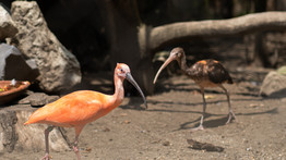 Színpompás lakók érkeztek az egyik hazai állatkertbe: fotókon a cukiságok
