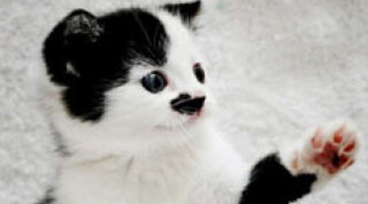 Hitler-imitátor macska népszerűsíti a menhelyet - Blikk
