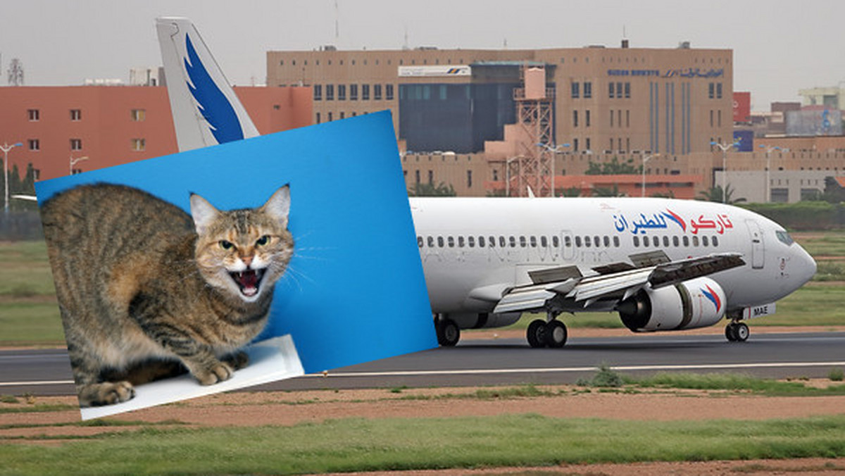 Chartum, Sudan, Tarco Airwys. Awaryjne lądowanie samolotu; wściekły kot zaatakował pilotów