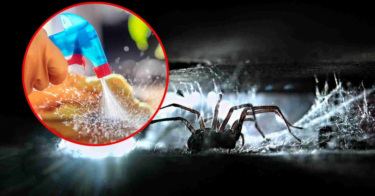 Pająki wchodzą do domów. Działaj szybko, bo będziesz mieć problem