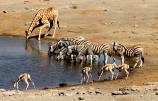 Pociąg przez busz za pieniądze Chińczyków. Kenia wskrzesza kontrowersyjną inwestycję