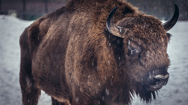 Żubr w Rezerwacie Pokazowym w Białowieży