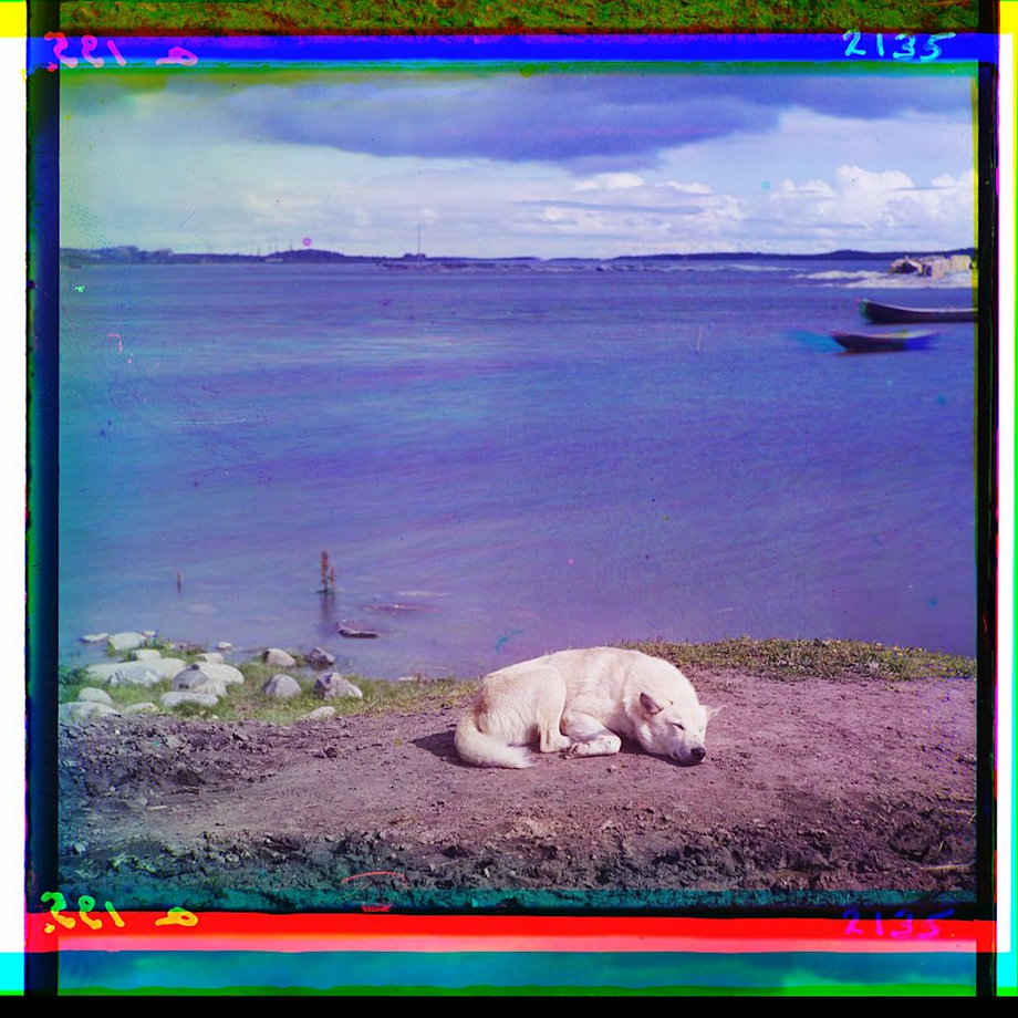 A Laika dog rests on the shore of Lake Lindozero in 1910.