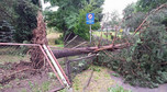 Tak wygląda park w Żorach po nocnej wichurze