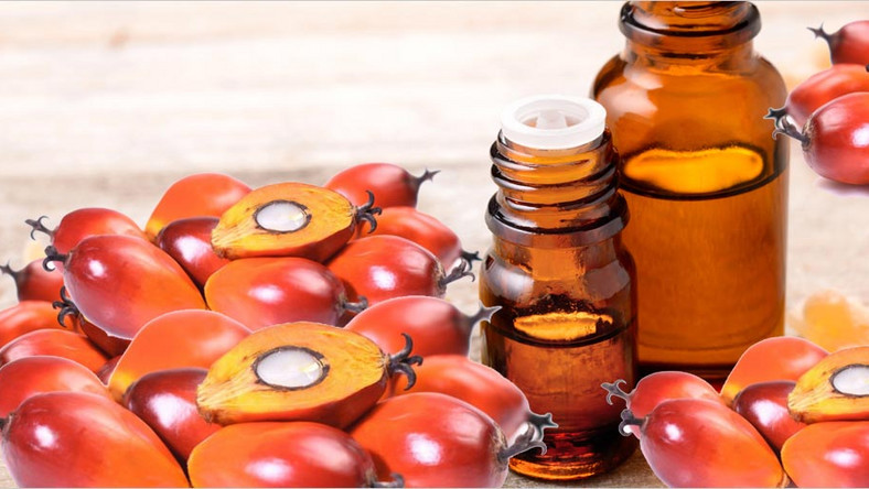 Palm Kernel Oil: The health benefits of this organic product are priceless  [Global]