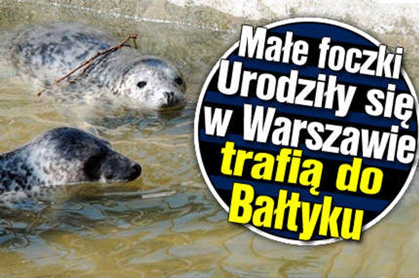 Małe foczki. Urodziły się w Warszawie, trafią do Bałtyku