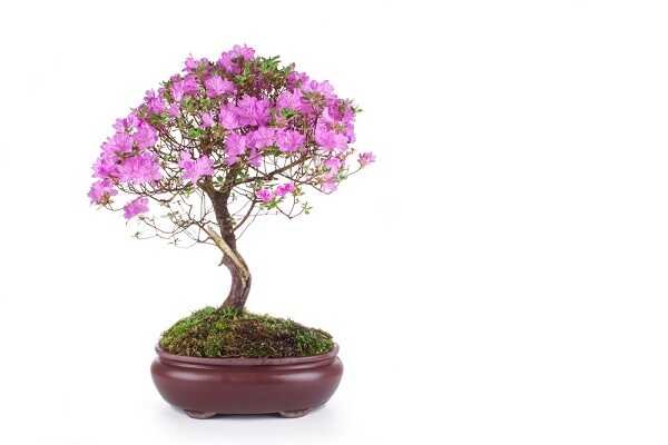 Bonsai z azalii dodatkowo zachwyca kwiatami