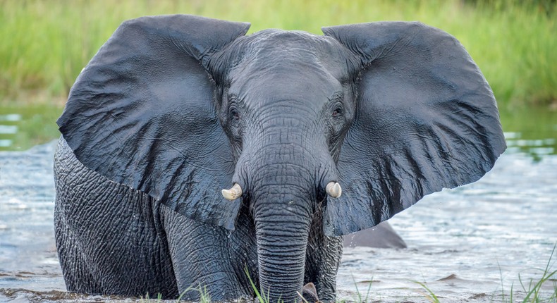 An elephant in water 