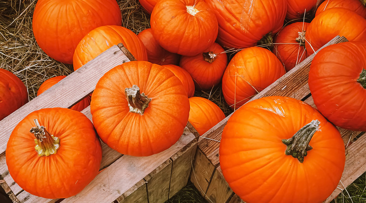 Eagle Pass határállomáson óvszerbe töltött folyékony metamfetamint foglaltak le, ezeket négy darab tökbe rejtették, amelyet a közelgő Halloween ünnepre szánt dekorációnak álcáztak a csempészek/ Fotó: Northfoto