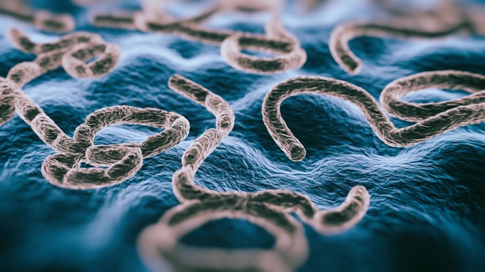 "Ebolavírus" Magyarországon - ezt kell tudni róla a virológus szerint