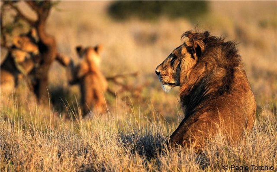 Góra Kenia i rezerwat dzikiej zwierzyny w Lewa (Lewa Wildlife Conservancy) w Kenii