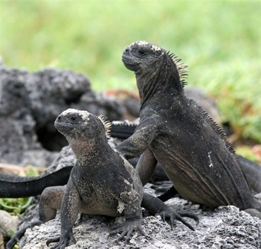 ECUADOR - GALAPAGOS - FAUNA