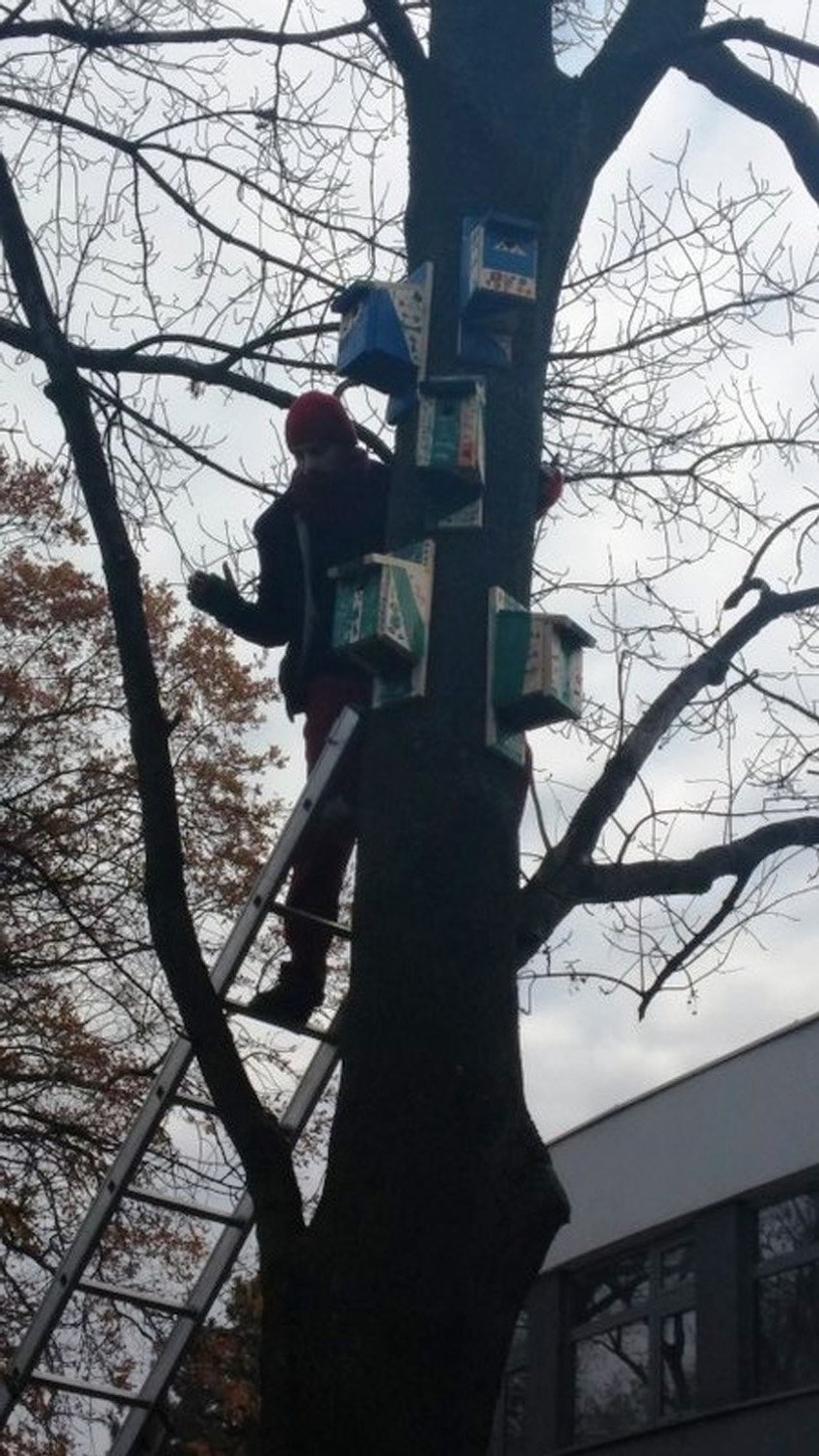 Volonteri ih postavljali