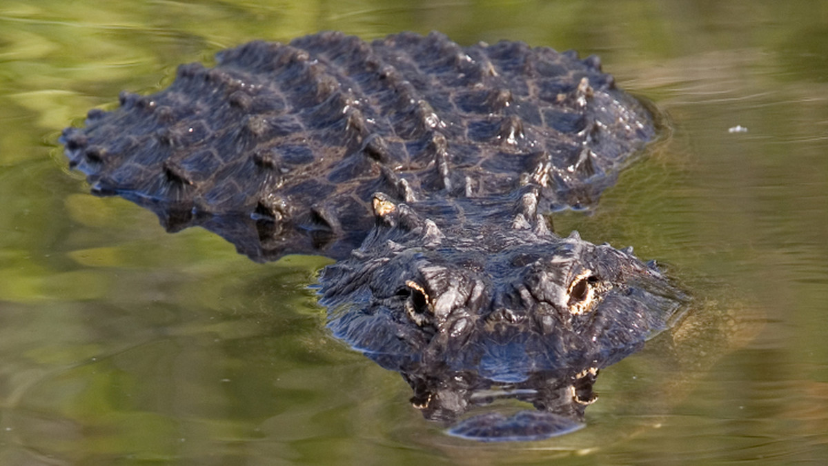 Wallace Weatherholt, 63-letni przewodnik wycieczek po bagnach parku narodowego Everglades na Florydzie, stracił dłoń podczas karmienia aligatora - podało ABC 7.