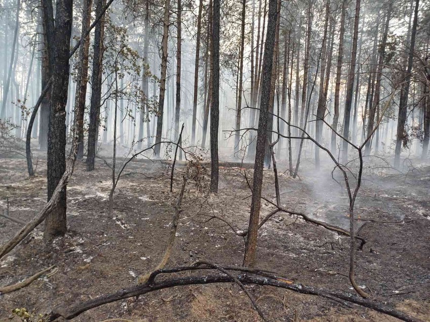 Požar u Deliblatskoj peščari