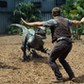 Welociraptory dinozaury Chris Pratt Jurassic World