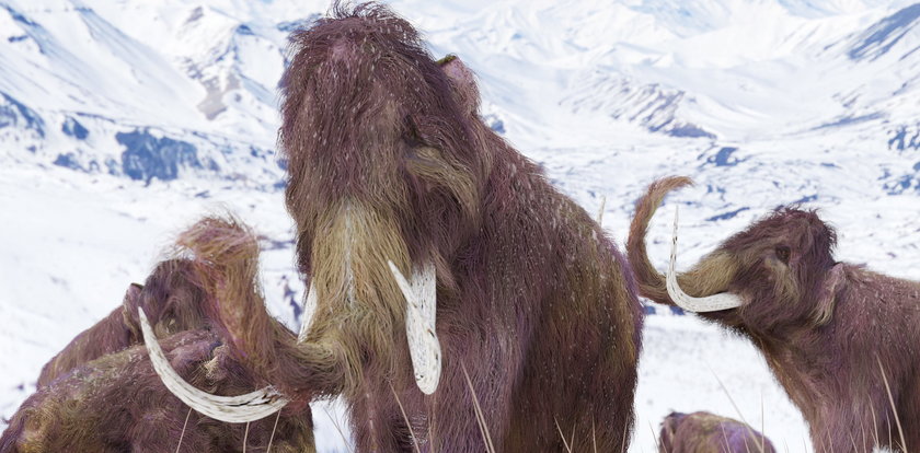 Za 6 lat po Ziemi będą chodzić mamuty stworzone w laboratorium?