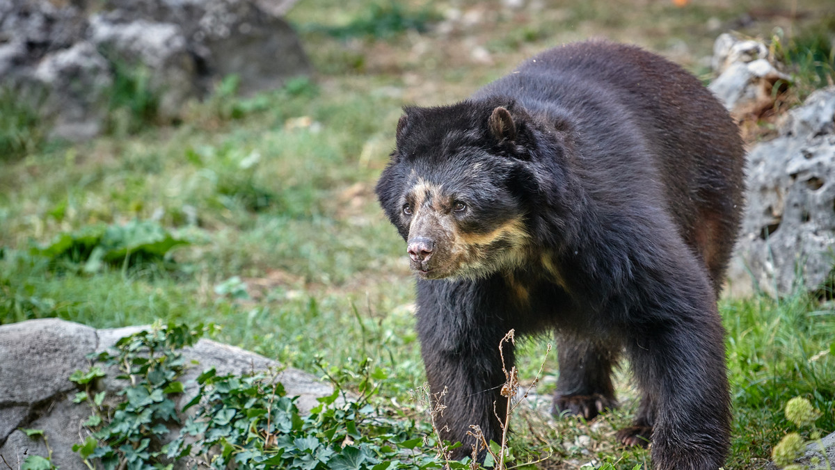 Złoty niedźwiedź okularowy wygląda jak miś Paddington