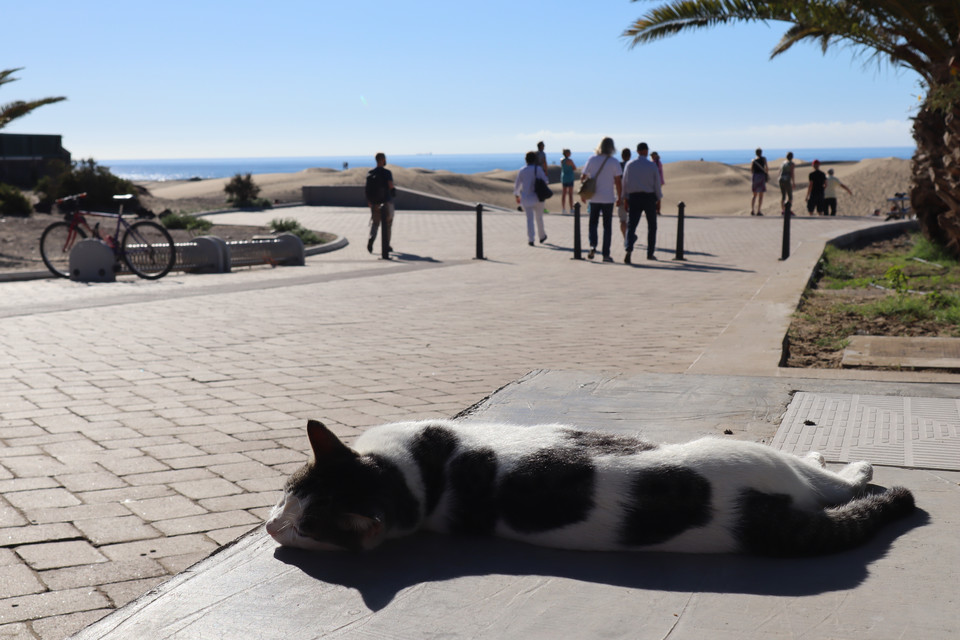 Nie tylko turyści wygrzewają się w kanaryjskim słońcu z widokiem na Maspalomas