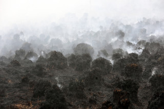 'Pożar Biebrzańskiego Parku Narodowego to prawdziwy kataklizm'