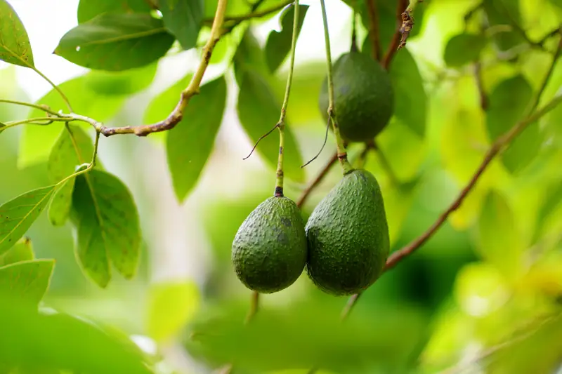 Plantacje awokado wypierają lasy 