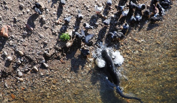 294834_somovi-love-golubove2-jutjub