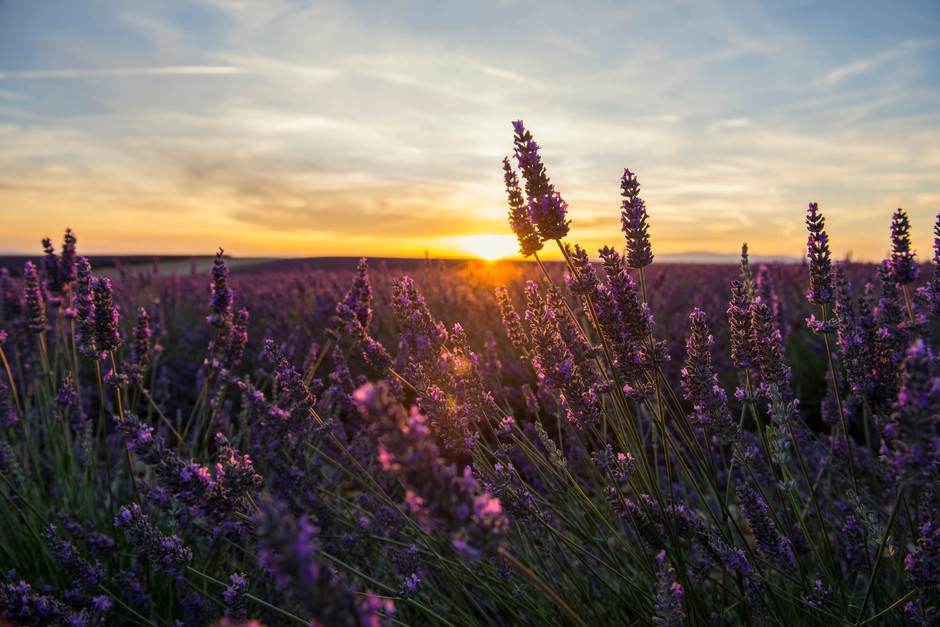 Valensole