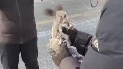 Ta wiewiórka zamarzła. Jej życie uratował dobry Samarytanin!