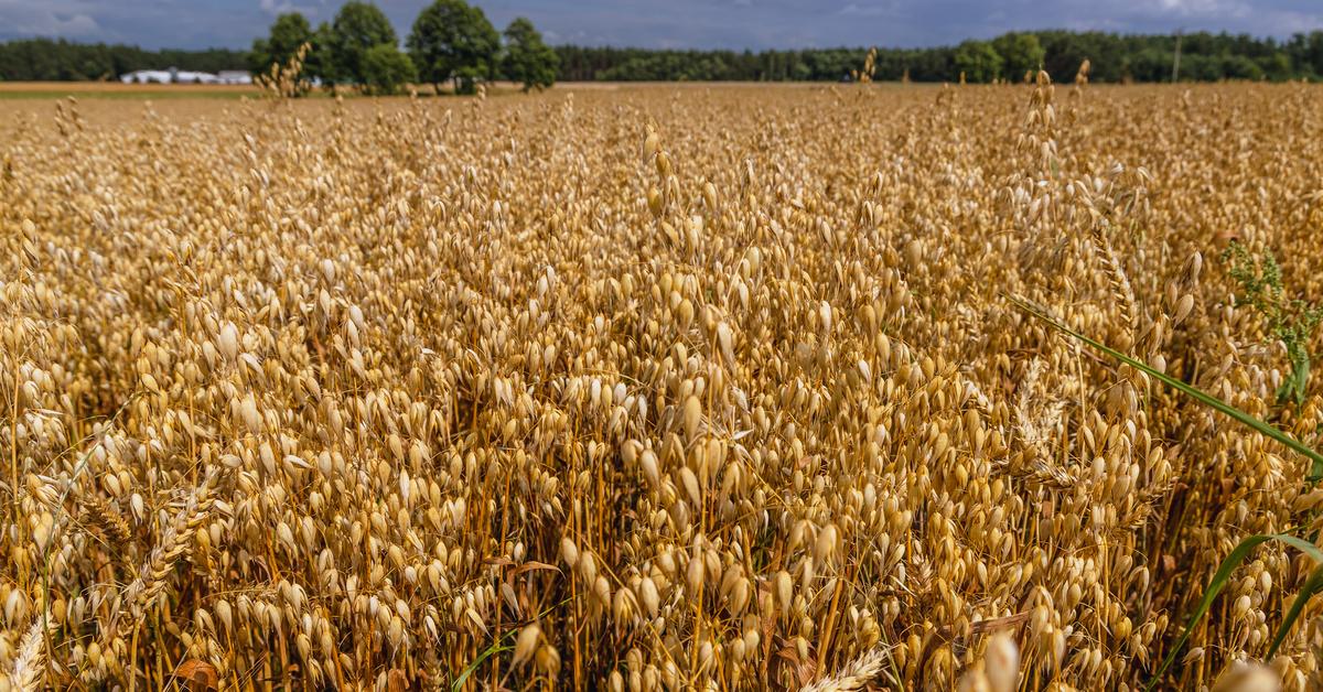 Exporturile de cereale ucrainene prin Polonia.  Blocajele au încetinit livrările