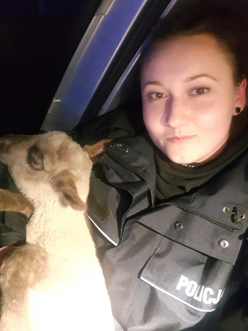 Policja aresztowała owieczkę. Ona na to: Jestem nieeeewinna!